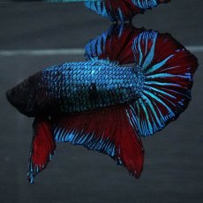 画像2: GHMPK　ブルーブラック　変わり柄 (2)