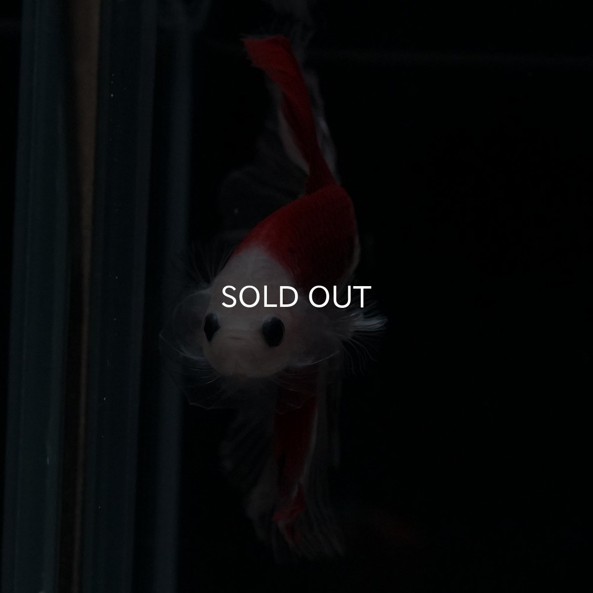 画像3: HM　紅白 (3)