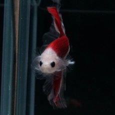 画像3: HM　紅白 (3)