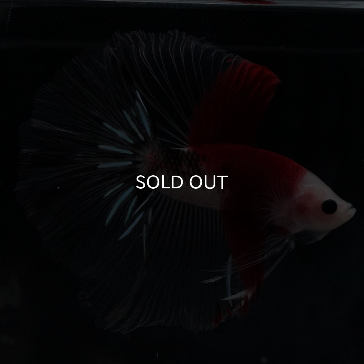 画像2: HM　紅白 (2)