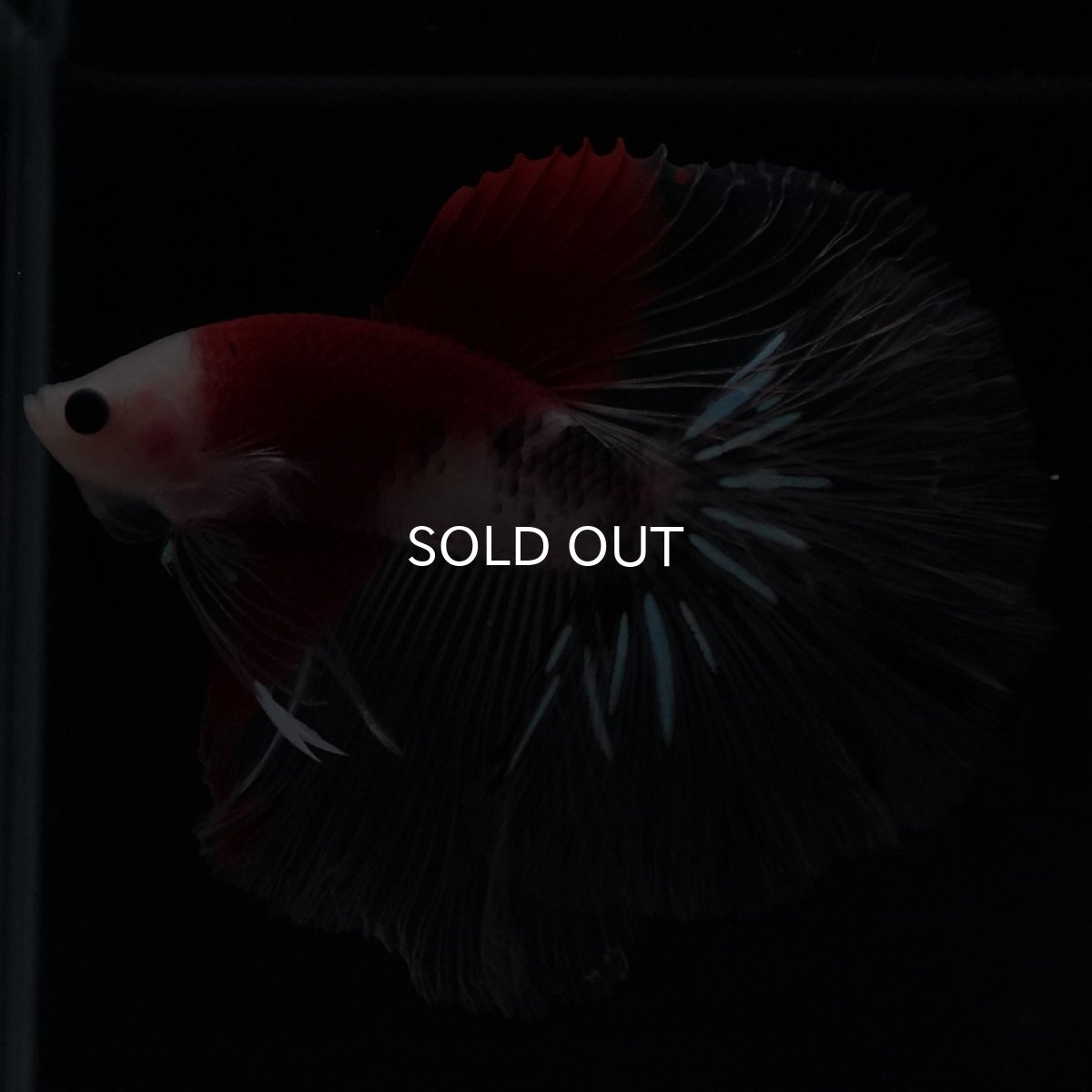 画像10: HM　紅白 (10)