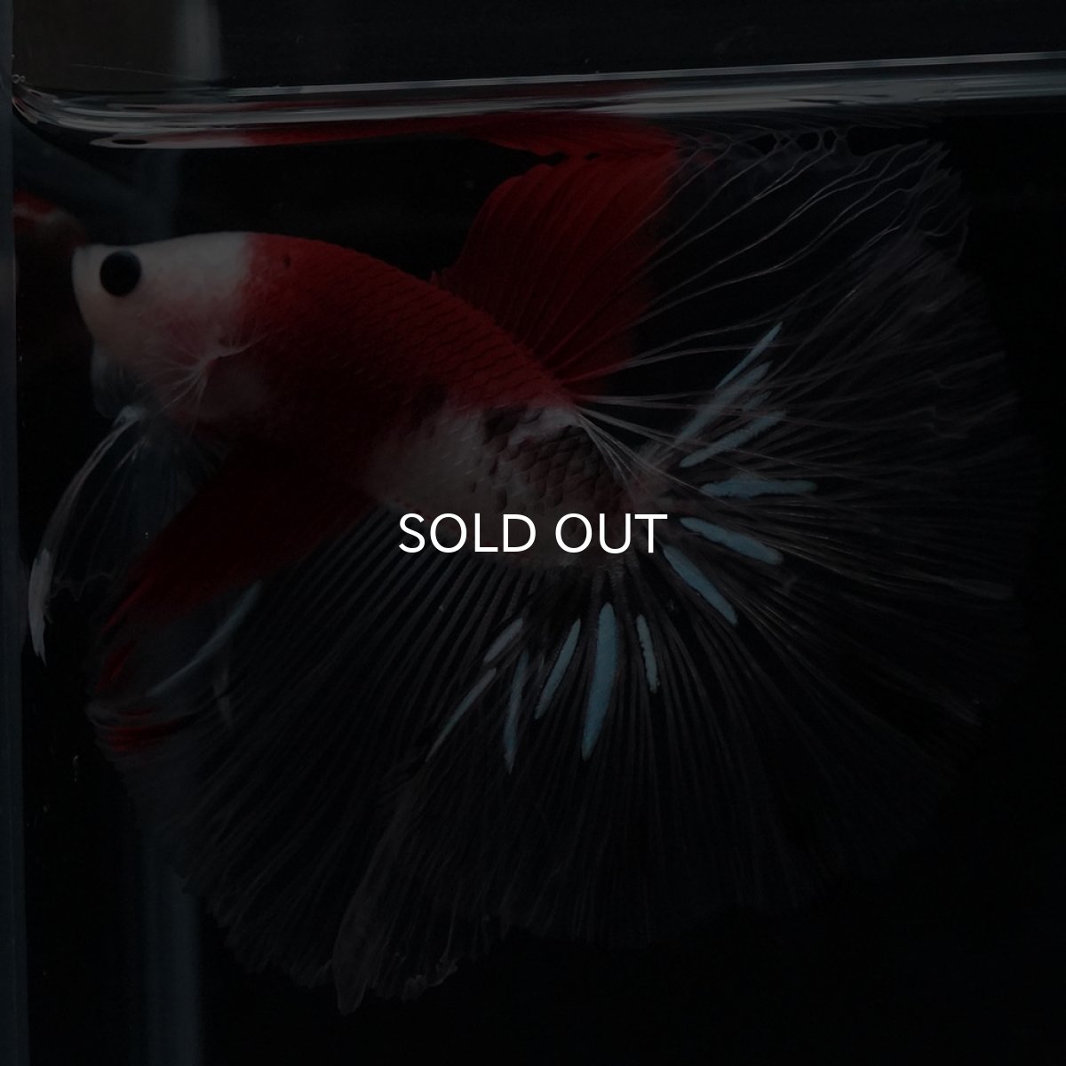 画像4: HM　紅白 (4)