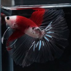 画像4: HM　紅白 (4)