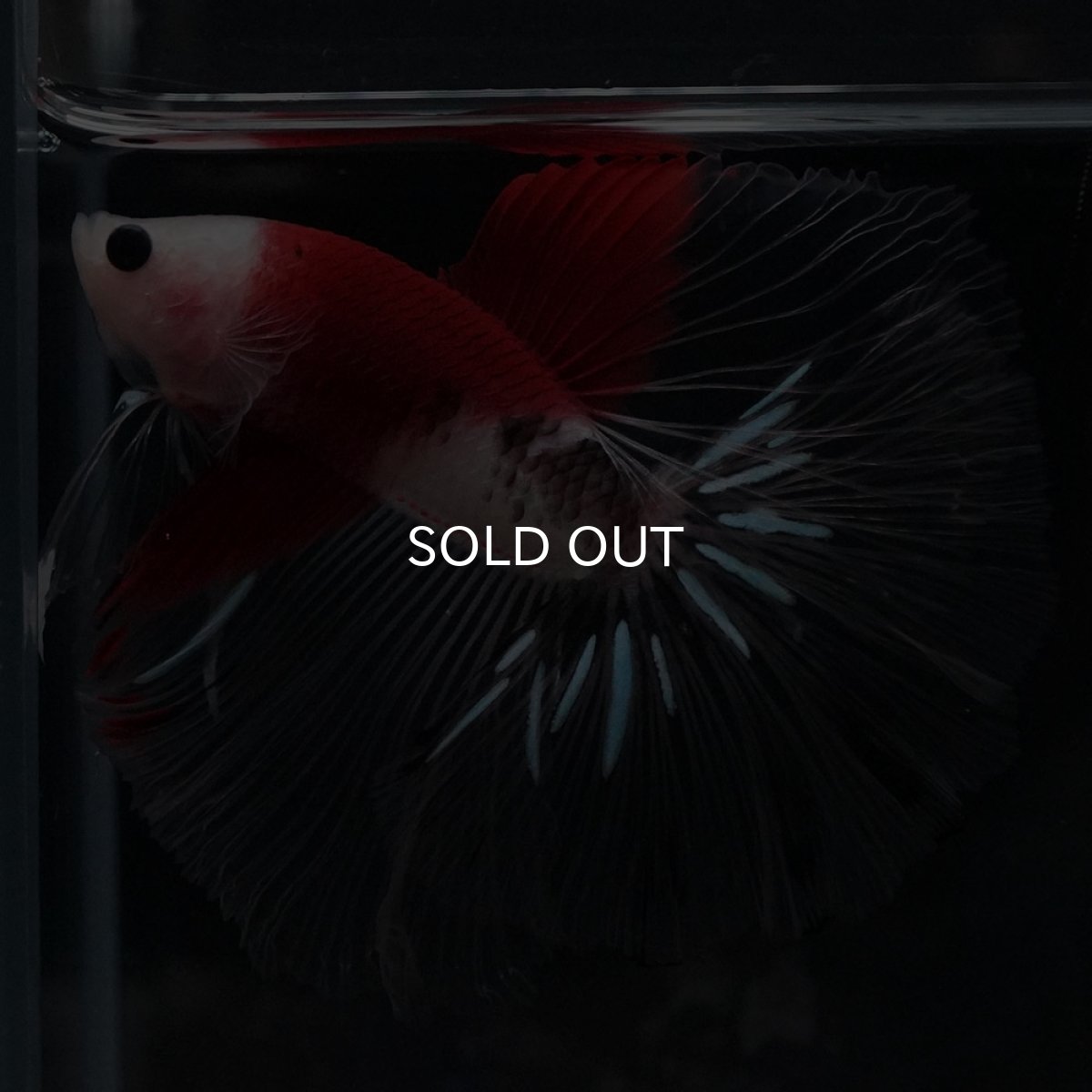 画像9: HM　紅白 (9)