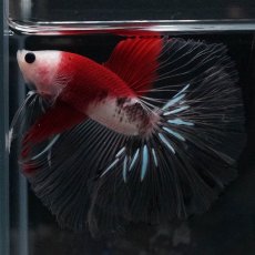 画像9: HM　紅白 (9)