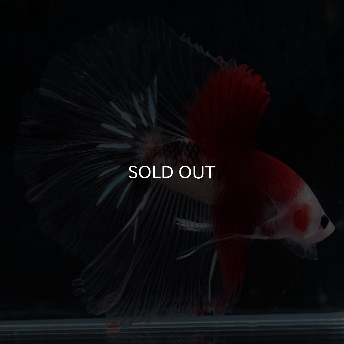 画像8: HM　紅白 (8)