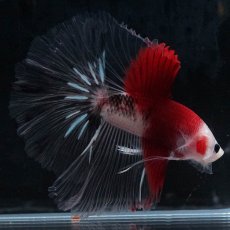 画像8: HM　紅白 (8)