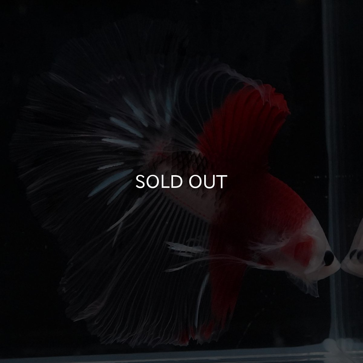 画像7: HM　紅白 (7)