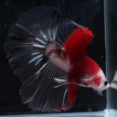 画像7: HM　紅白 (7)