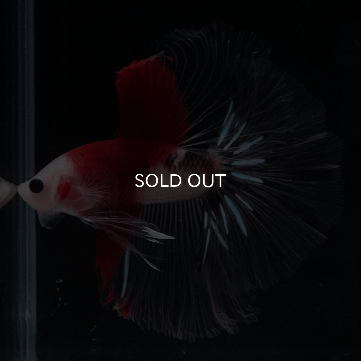 画像6: HM　紅白 (6)