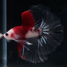 画像6: HM　紅白 (6)