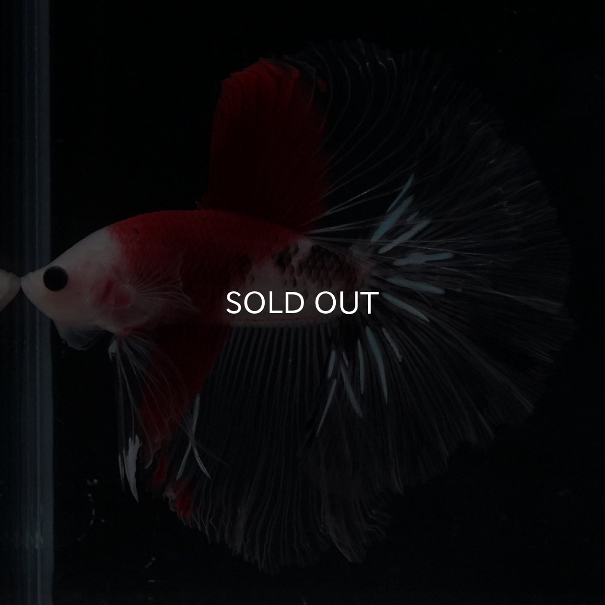 画像1: HM　紅白 (1)