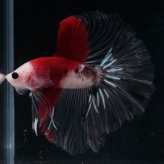 画像1: HM　紅白 (1)