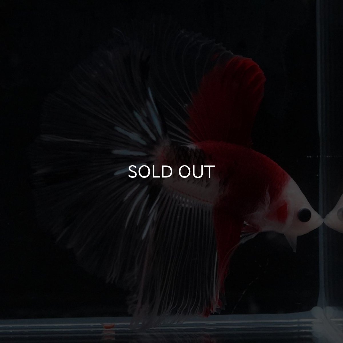 画像5: HM　紅白 (5)