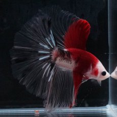 画像5: HM　紅白 (5)