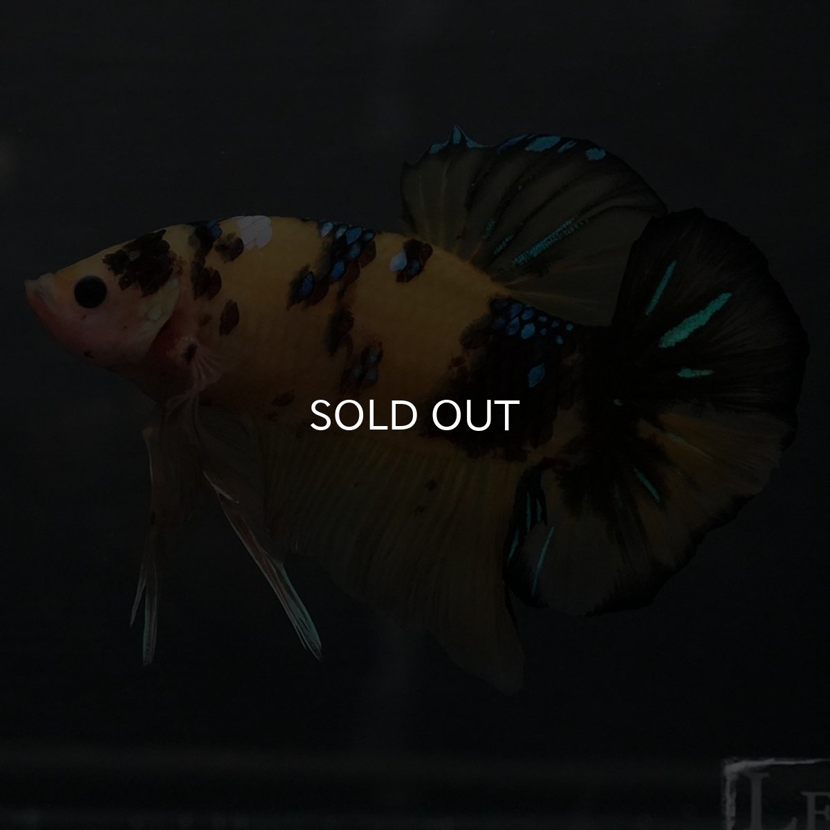 画像2: GHMPK　イエロータイガー (2)