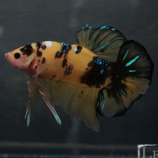 画像2: GHMPK　イエロータイガー (2)