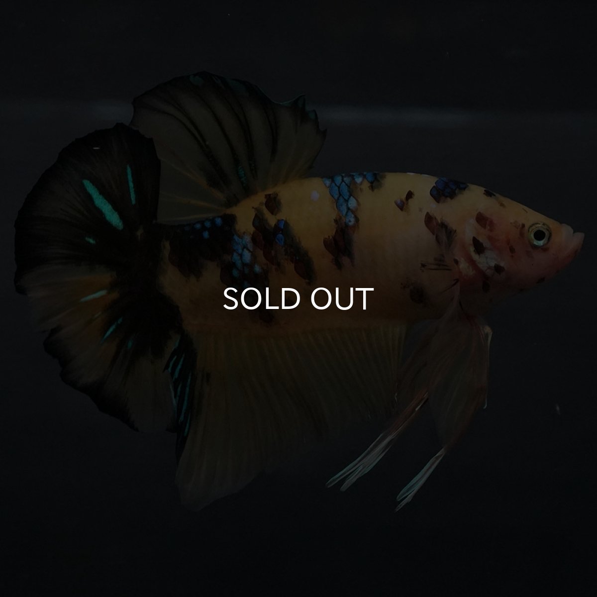 画像5: GHMPK　イエロータイガー (5)