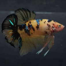 画像5: GHMPK　イエロータイガー (5)