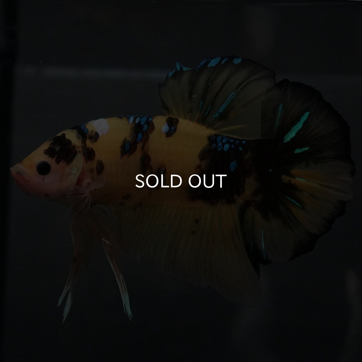 画像4: GHMPK　イエロータイガー (4)