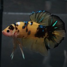 画像4: GHMPK　イエロータイガー (4)