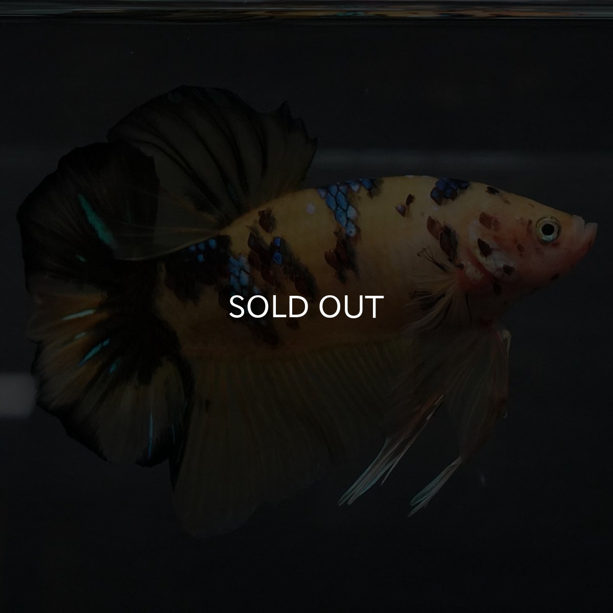 画像7: GHMPK　イエロータイガー (7)