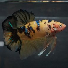 画像7: GHMPK　イエロータイガー (7)