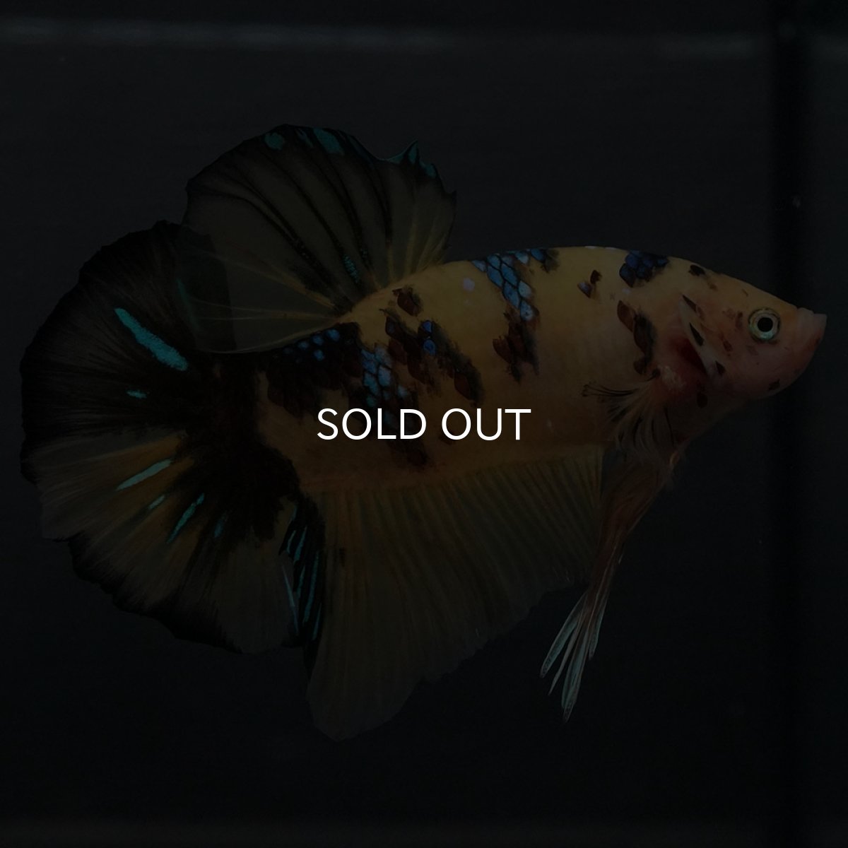 画像3: GHMPK　イエロータイガー (3)