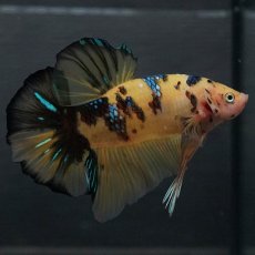 画像3: GHMPK　イエロータイガー (3)