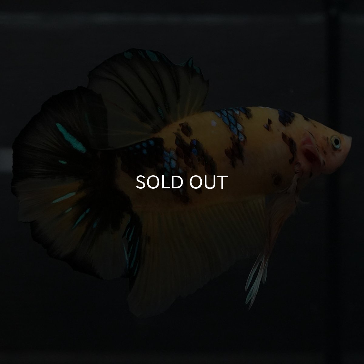 画像9: GHMPK　イエロータイガー (9)