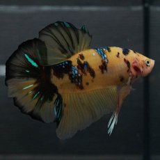 画像9: GHMPK　イエロータイガー (9)