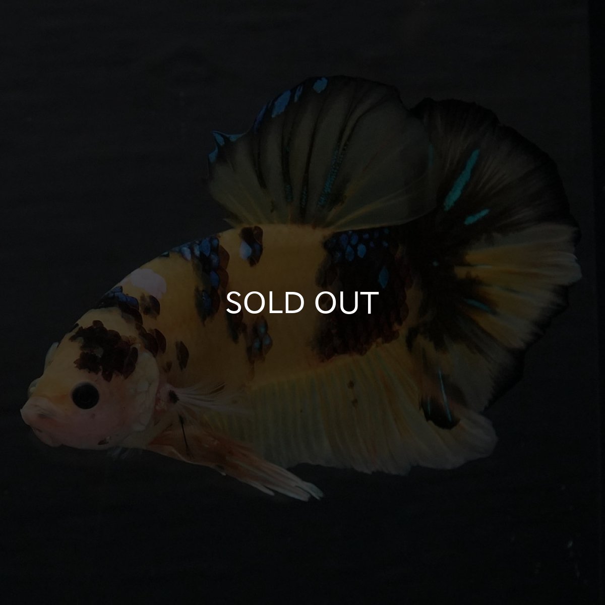 画像8: GHMPK　イエロータイガー (8)