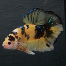 画像8: GHMPK　イエロータイガー (8)