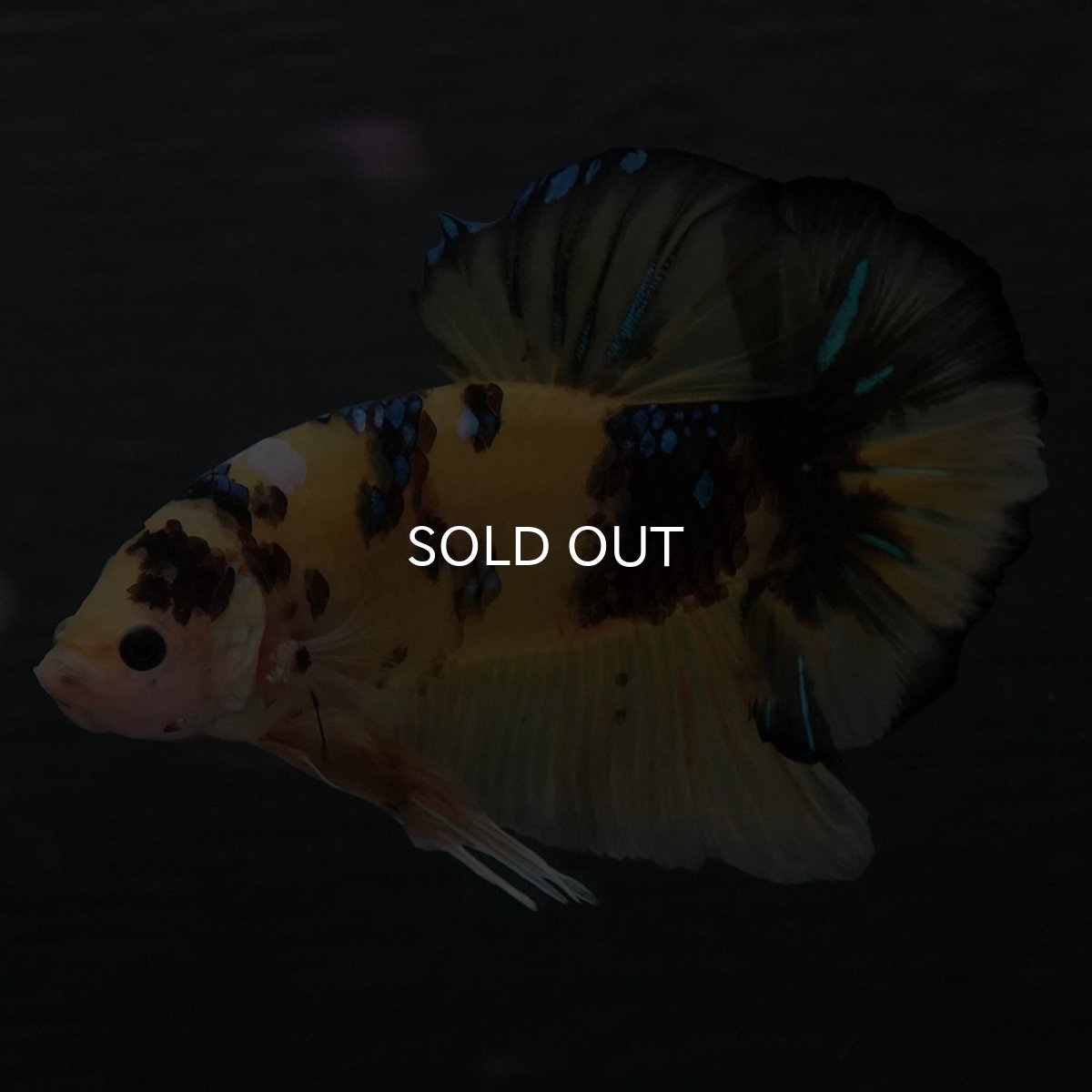 画像6: GHMPK　イエロータイガー (6)