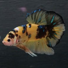 画像6: GHMPK　イエロータイガー (6)