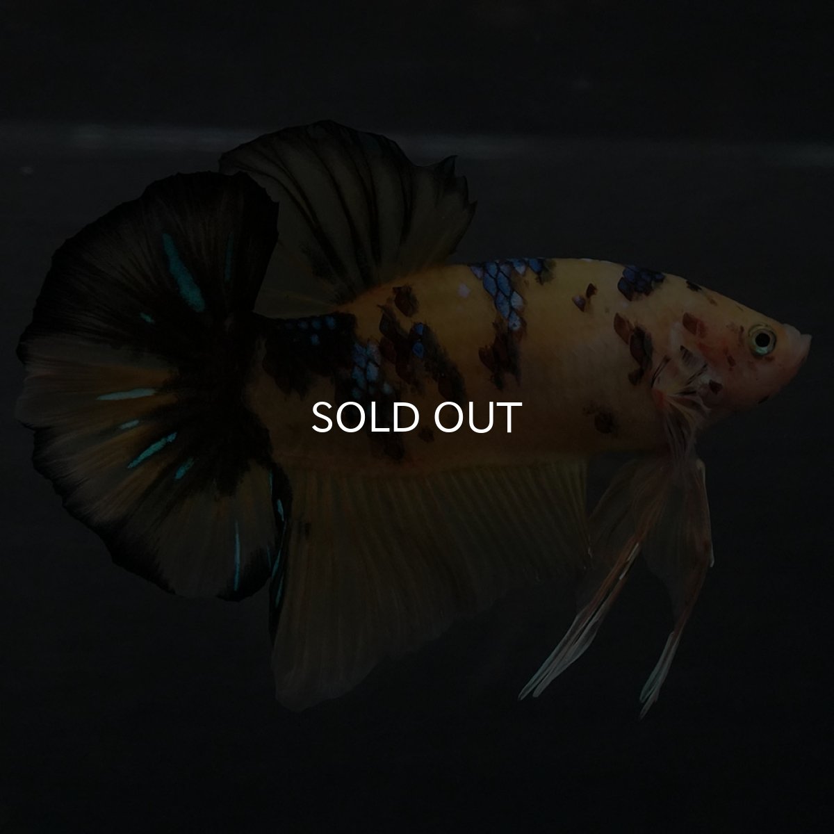 画像1: GHMPK　イエロータイガー (1)