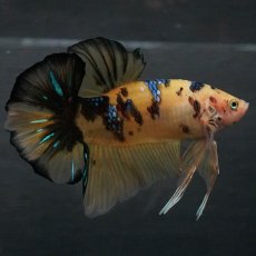 画像1: GHMPK　イエロータイガー (1)