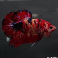 画像2: GHMPK　キャンディ (2)