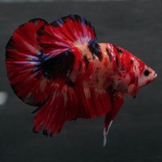 画像7: GHMPK　キャンディ (7)