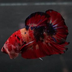 画像5: GHMPK　キャンディ (5)