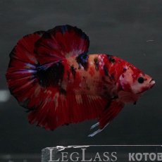 画像6: GHMPK　キャンディ (6)