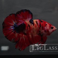 画像4: GHMPK　キャンディ (4)