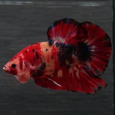 画像1: GHMPK　キャンディ (1)