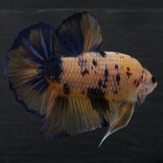 画像5: GHMPK　イエロータイガーギャラクシー (5)