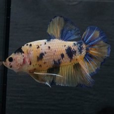 画像4: GHMPK　イエロータイガーギャラクシー (4)