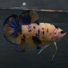 画像2: GHMPK　イエロータイガーギャラクシー (2)