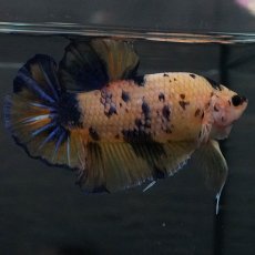 画像3: GHMPK　イエロータイガーギャラクシー (3)