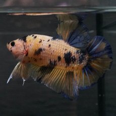 画像1: GHMPK　イエロータイガーギャラクシー (1)