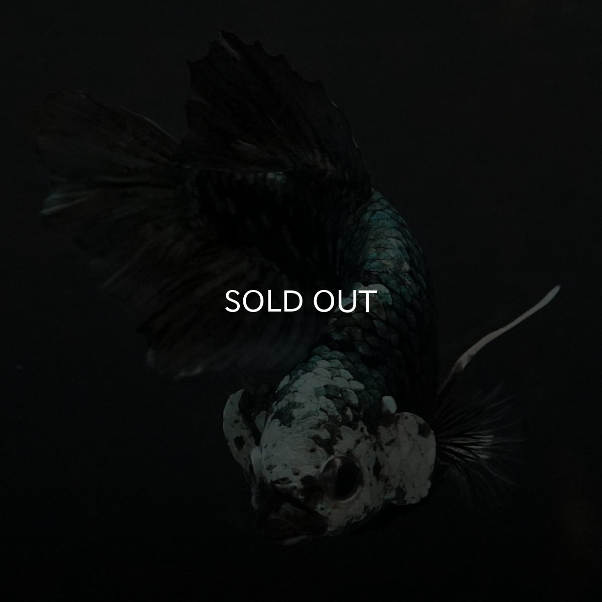 画像9: GHMPK　ブラックカッパースター (9)