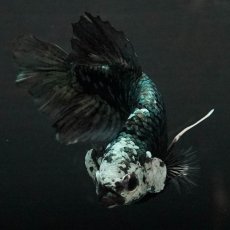 画像9: GHMPK　ブラックカッパースター (9)